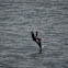 Brown Pelican