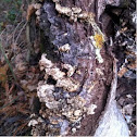 Wood fungus