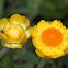 Golden Everlasting
