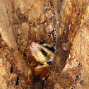 White-eared opossum