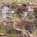 Eastern garter snake