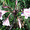 Milk and Wine lily