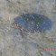 Spotted Turtle