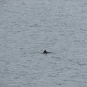 Harbour Porpoise