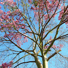 Silk Floss Tree