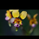 Common donkey orchid