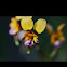 Common donkey orchid