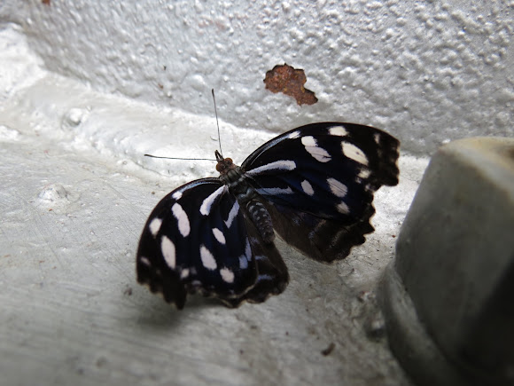 Spotting Image 1