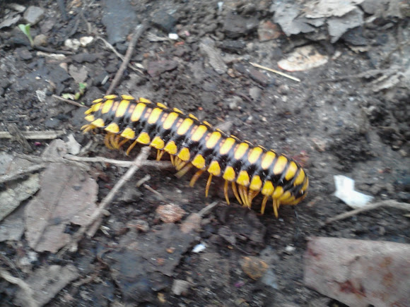 Spotting Image 1
