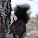 Abert's Squirrel