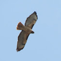 Red-tailed Hawk