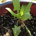 Spinach