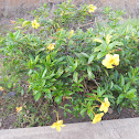 Golden trumpet