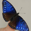 Malayan Eggfly