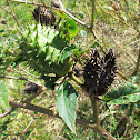 Jimsonweed