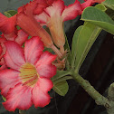 Adhenium Flowers.