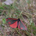 Cinnabar Moth