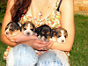 Vendo Hermosos Cachorros Beagle De Padre Inscrito