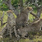 Cheetah Cubs