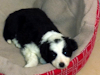 Cachorros Border Collie