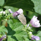 Hairstreak