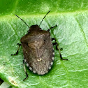 Brown Shield Bug