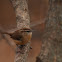 Carolina Wren