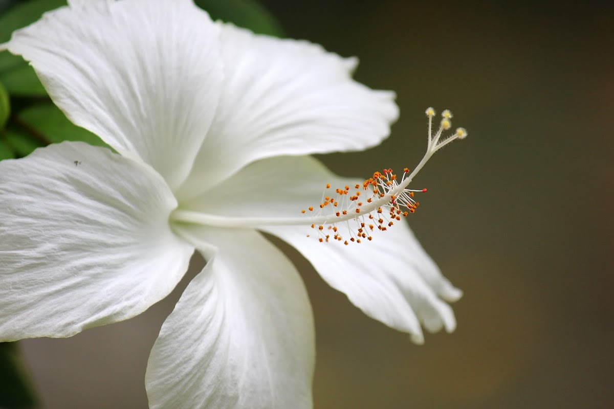 White Hibiscus