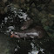 Pygmy Hippopotamus