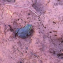 Bull froglet