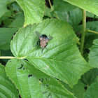Tachinid fly