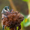 Robber Fly