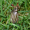 Ten-lined June Beetle