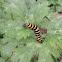 Cinnabar moth caterpillar