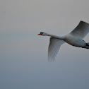 Mute Swan