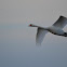 Mute Swan