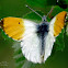 Orange Tip (male) / Zorzynek rzeżuchowiec (samiec)