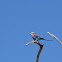 Lilac-breasted Roller