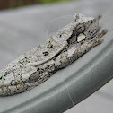 Gray Treefrog