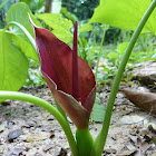 Bengal Arum