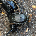 Carrion Beetle