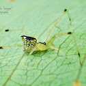 A Jewel spider