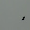 Rook
