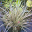 Reed Grass
