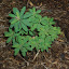 Euphorbia Bonfire