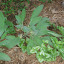 Trailing Verbena?????