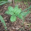 Lungwort