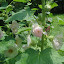 Hollyhock Pink Baby