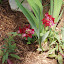 Snapdragon