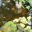 Water Lettuce